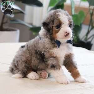Jake, Mini Bernedoodle Puppy
